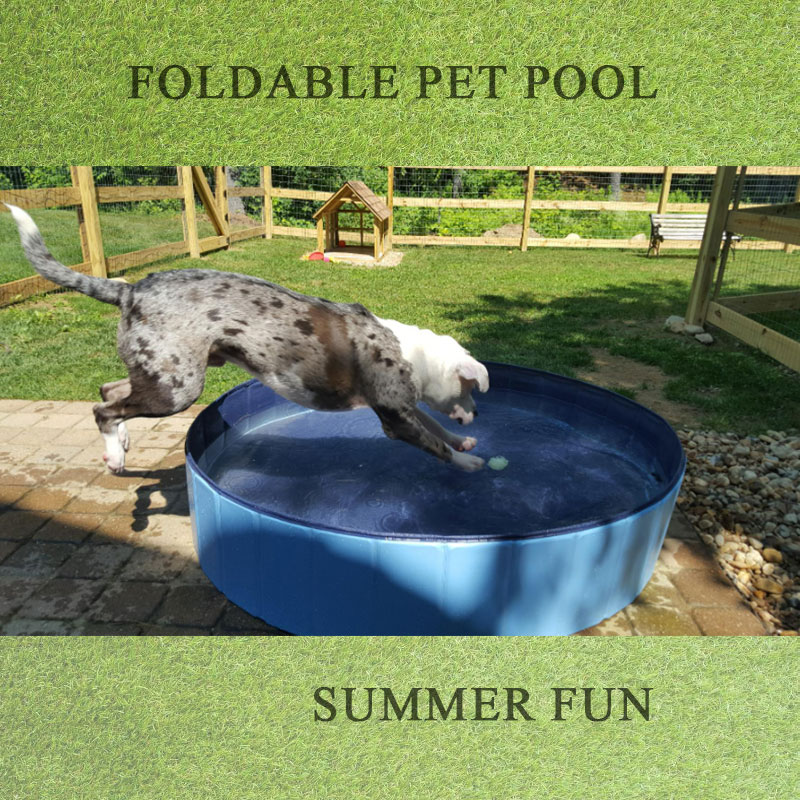 Le migliori piscine per cani per il tuo animale domestico pernuotare in tutta l\'estate a lungo